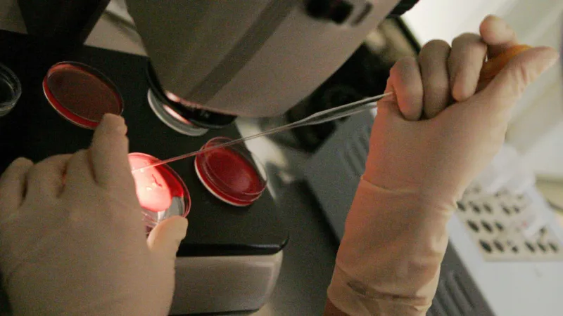 Milan Hospital Under Scrutiny for Wrong Embryo Implantation