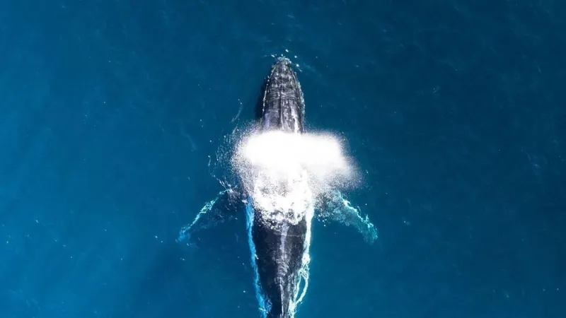 Whale Songs Unveil Dive Depth Secrets: a New Understanding