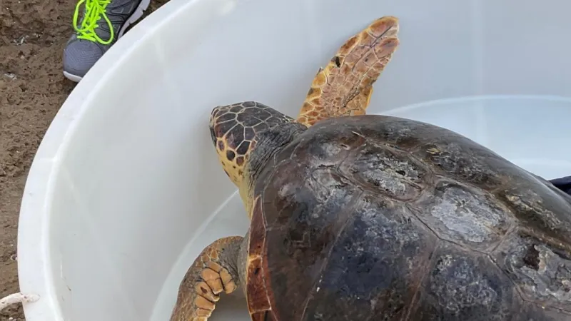 Lazio Beach Rescue Saves Sea Turtle with Embedded Fishing Hook