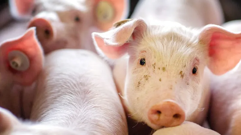 Germany's Meat Crisis Deepens: Piglet Producer Bankruptcy Hits Animal Welfare