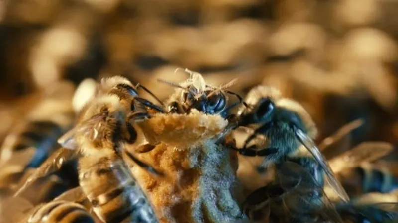 Bee Queens Receive Royal Treatment: Exclusive Nurturing Revealed