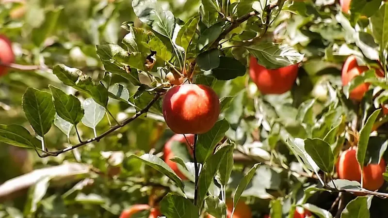 Xinjiang Apple Cultivation: Mastering Quality, Boosting Economic Ascent