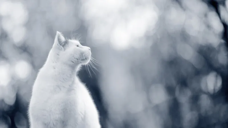 Animal Instincts During the August 12 Solar Eclipse Revealed