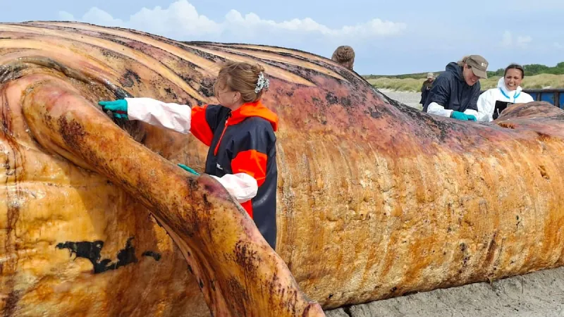 Female Humpback Autopsy Reveals Disturbing Human Debris Cause of Death