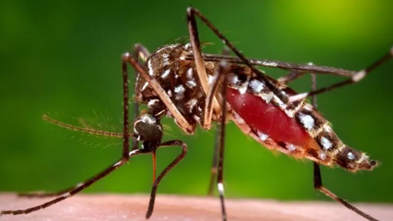 Common Mosquito Repellent Application Flaws Render It Useless