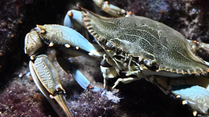 Italy's Coastline Suffers: Heat Decimates Shellfish, Blue Crab Invades