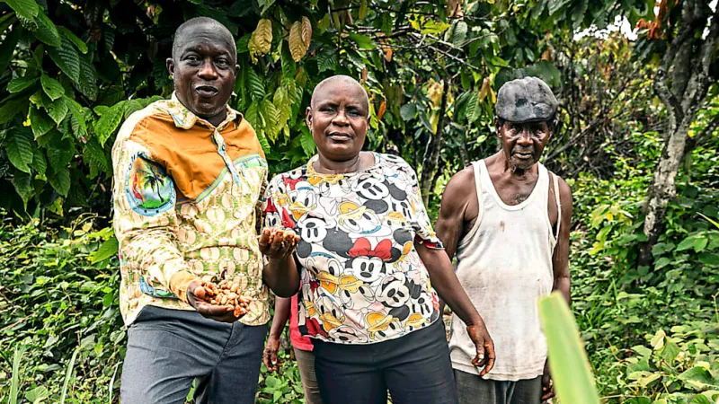 Cocoa Boom Evades Farmers, Leaving Them Vulnerable to Price Crash