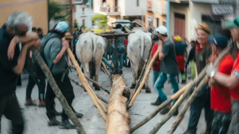 Basilicata Hosts Italy's Ancient Tree Marriage Festival, 'Ndenna