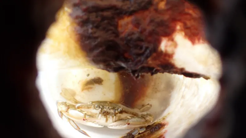 Crab Trapped Two Months in Plastic Bottle Reveals Ocean Peril