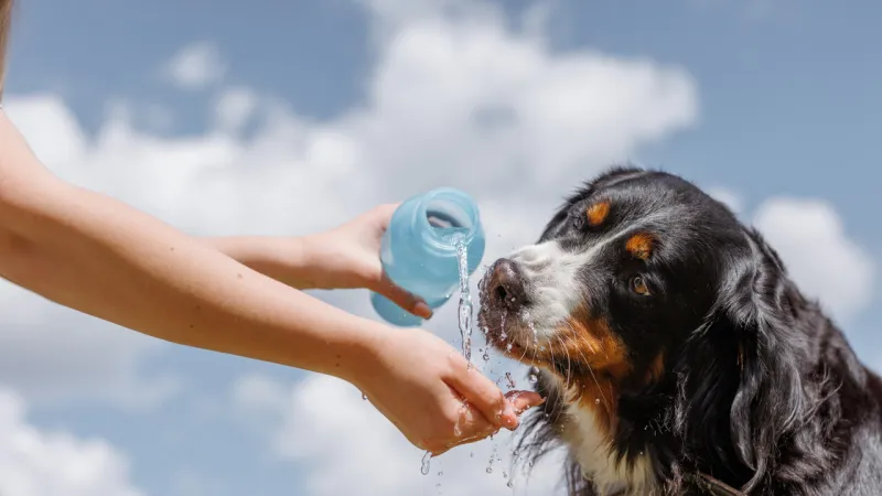 Veterinarian Urges Mountain Getaways for Dogs, Cautions Against Beach Risks