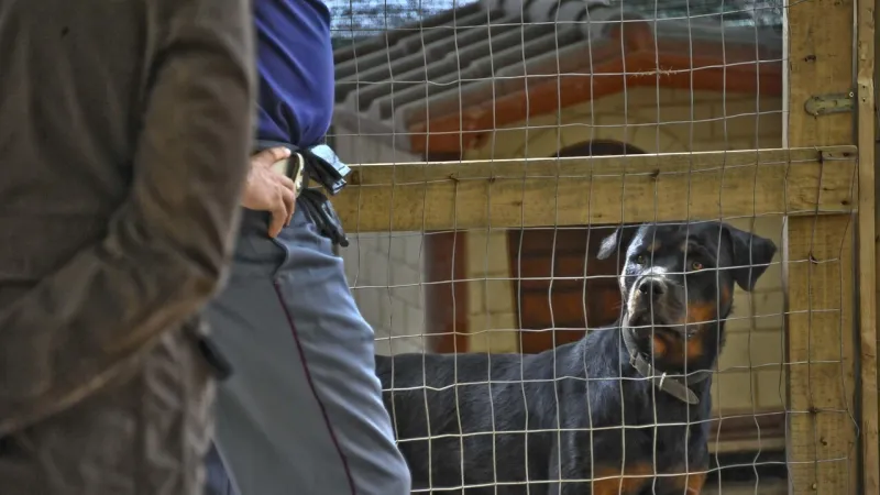 Elderly Man Mauled by Rottweilers in Salento, Son Makes Tragic Discovery