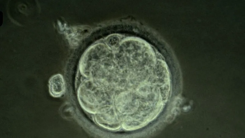 Precision Gene Editing Achieved in Human Embryos for First Time