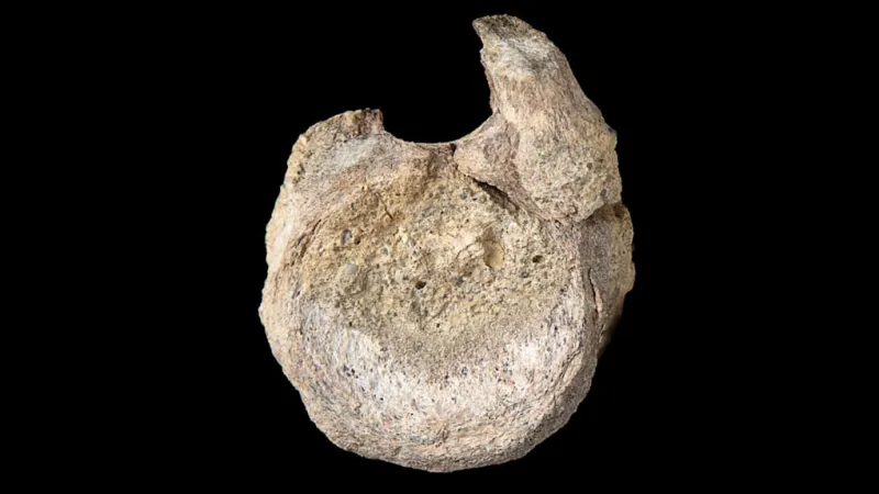 From Drawer to Discovery: Antarctican Dinosaur Bone Reinvents Prehistory