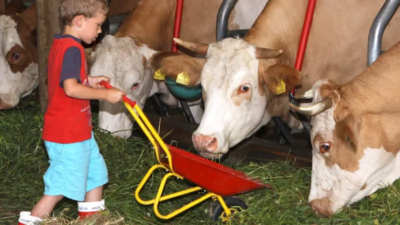 Farm Bacteria Unlock Child Immunity Secrets, Research Confirms
