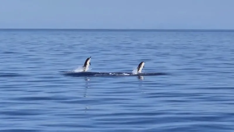 Mediterranean Giants Gain Sweeping Protection in New Sanctuary Initiative