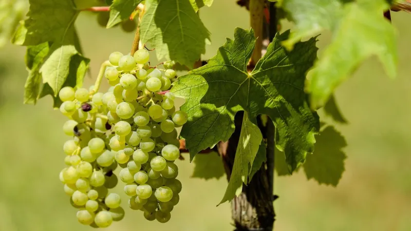 Tuscan Seed DNA Unearths Roman Empire's Advanced Wine Legacy