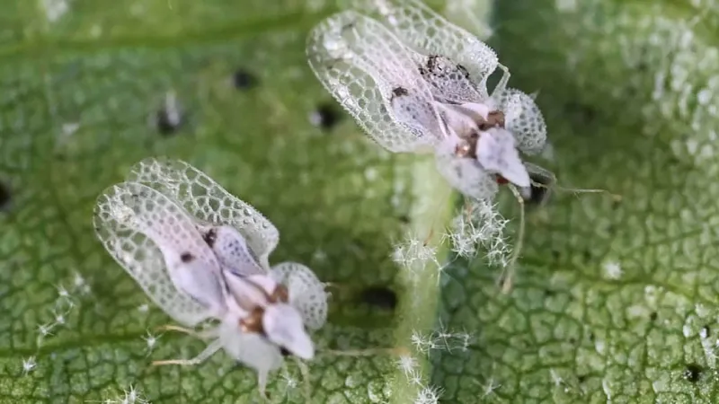 German Heatwave Fuels Invasive Oak Lace Bug Threat, Experts Warn
