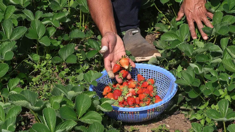 Italy's Modern Feuds: Laborers Face Deadly Retribution for Dissent