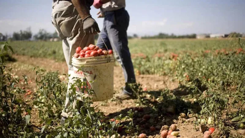 Sicilian Farm Worker Dies in Greenhouse; Heatstroke Suspected, Union Demands Action