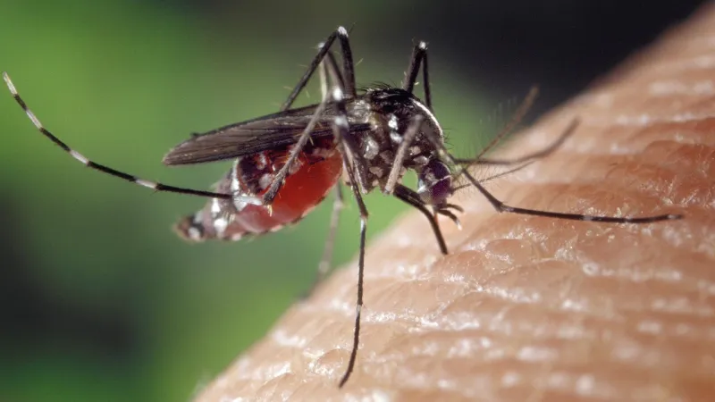 West Nile, Malaria Warnings: Microbiologist Calls for State-Led Prevention
