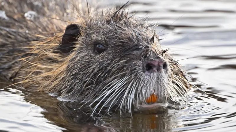 Germany Faces Escalating Nutria Crisis: Culls Soar 1700% Since 2006