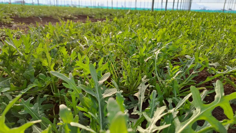 Arugula Compound Shows Promise Against Obesity, High Blood Sugar