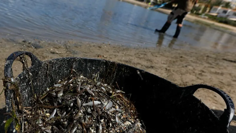 Mallorca Heat Ignites Culinary Absurdity, Not Spontaneous Seafood Soup