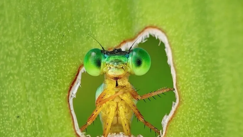 Curious Dragonfly Photo Captures Top Prize in Global Biodiversity Contest