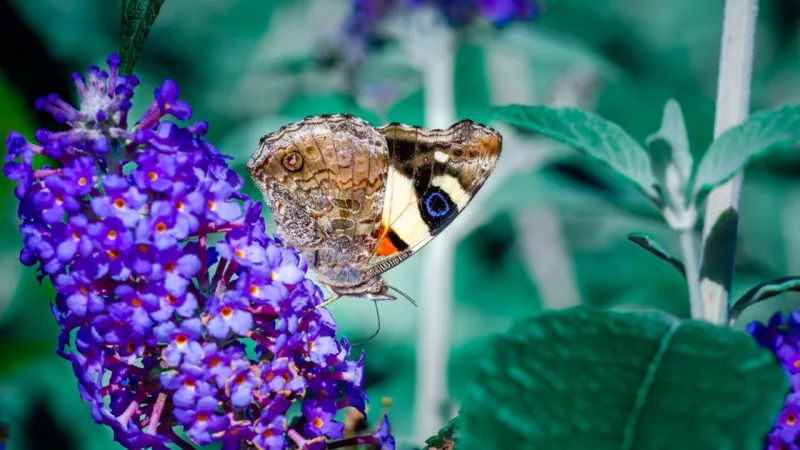 Global Warming Drives Unprecedented Butterfly Migration, Reshaping Ecosystems