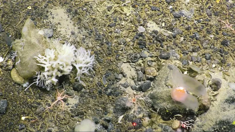 Arctic Depths Yield Astonishing New Marine Species for Greenpeace