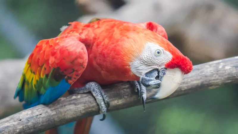 Avian Self-Pleasure: Wild Birds Engage in Natural Sexual Behavior