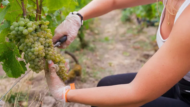 Italian Grape Harvest Shifts Early, Quality Prioritized Over Record Output