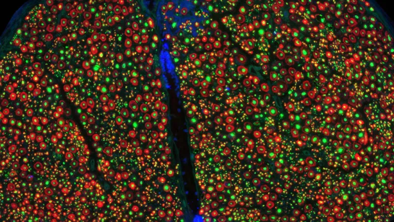 Scientists Unveil World’s First Comprehensive Vagus Nerve Map