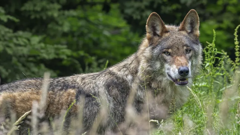 Tuscan Hero Dog Dies Protecting Toddler from Wolf Attack