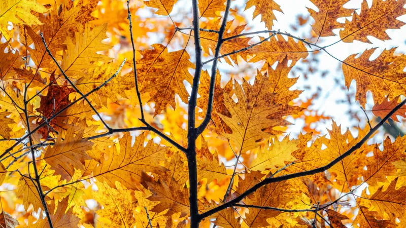 Summer's Farewell: Autumn Equinox Marks Seasonal Shift on September 23