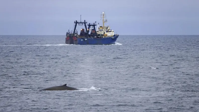 Iceland Resumes Whale Hunt, Reigniting Global Conservation Battle