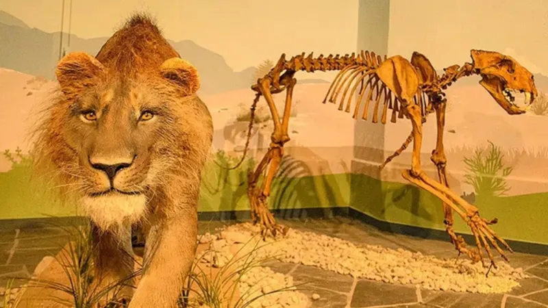 Ancient Cave Lion's Miraculous Fracture Healing 190,000 Years Ago Revealed
