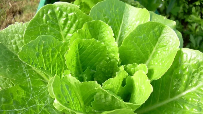 Lettuce Engineered to Produce Key Meat Protein, Signals Sustainable Food Future