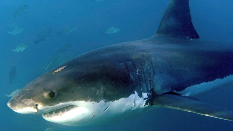 Sydney Swimmer Mauled: Shark Attack Severely Injures Woman at Coogee Beach