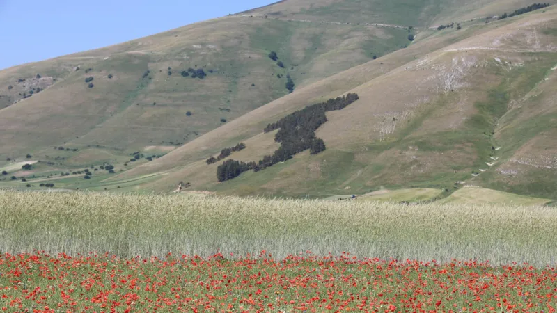 Castelluccio Di Norcia's Iconic Flowering Wilts Under Record Drought