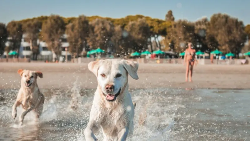 Vienna Elevates Pet-Friendly Travel, Drawing Lessons from Italy