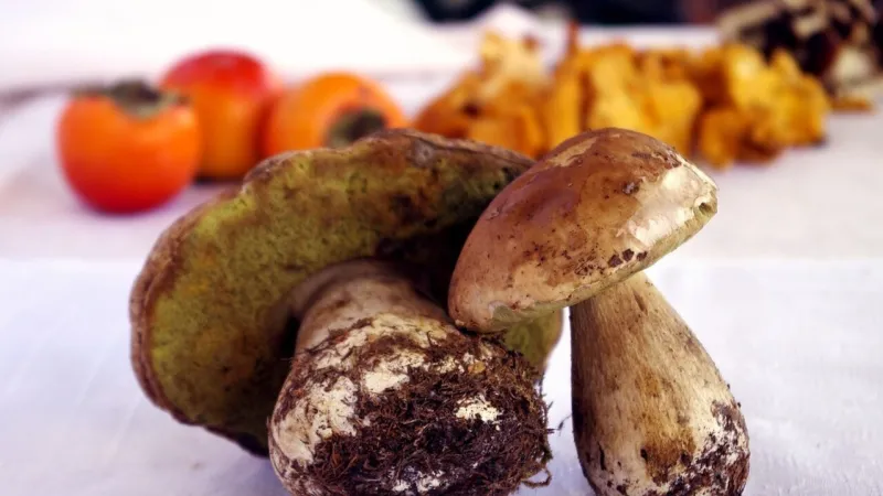 Drought Eases: Northern Italy Welcomes First Porcini, Summer Harvest Begins