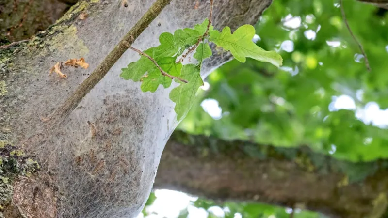 Oak Processionary Moth: Allergy Epidemic Looms As Caterpillars Spread