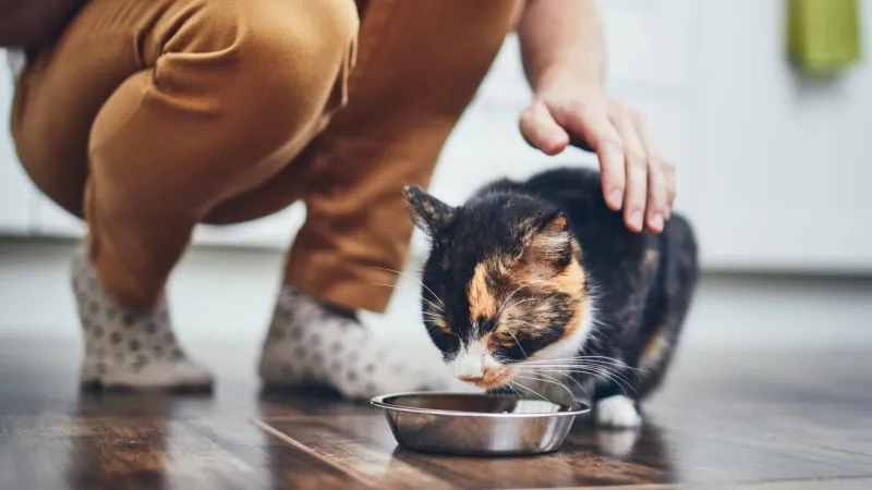 Pet Food Industry Surges: Ten Key Trends Define Its Future