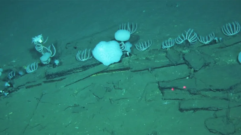Ancient Whale Necropolis Reveals Evolution's Laboratory in Italy