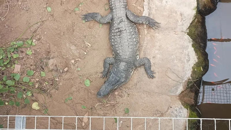 Toddler Plunged Into Crocodile Enclosure; Suspect Released by Police