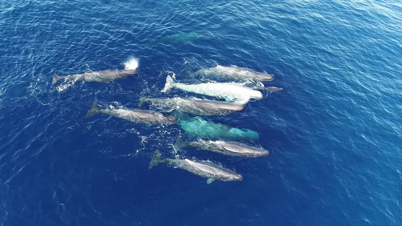 Mediterranean Sperm Whale Dialects Evolve Over Two Decades