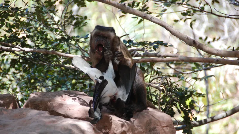 Wild Monkeys Hunt Prey, Revealing Insights Into Human Dietary Evolution