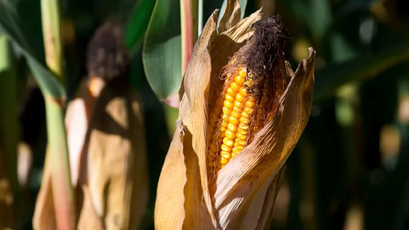 Berlin's Maize Cap Stalls Biogas, Threatening Energy Transition Goals