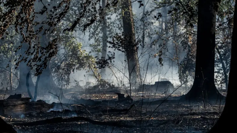 German Forest Fires Trigger Urgent Shower Ban in Main-Kinzig-Kreis